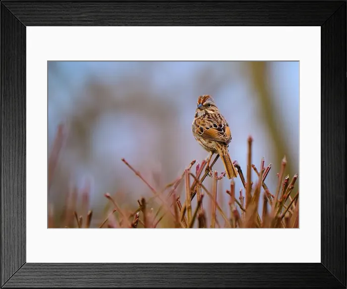 Framed Print : Song Sparrow perched on bare branches during a late Ohio winter Framed Print : Song Sparrow perched on bare branches during a late Ohio winter
