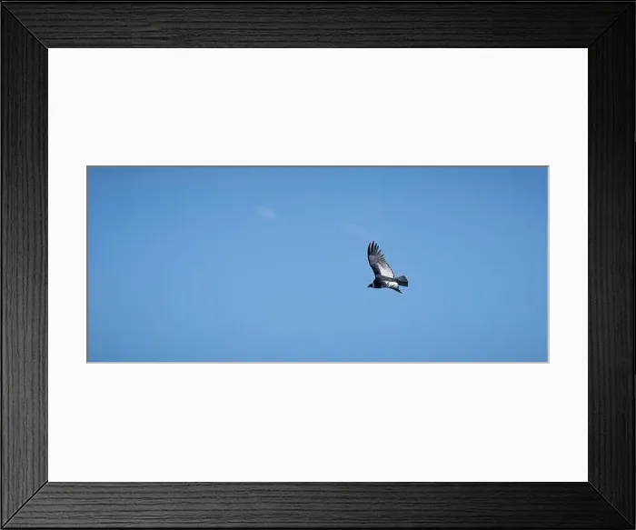 Framed Print : Condor flying in Cauca, Colombia Framed Print : Condor flying in Cauca, Colombia