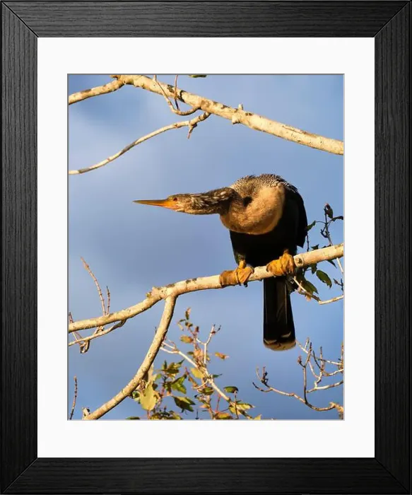 Framed Print : An anhinga bird standing on a tree branch crouches and coils its neck Framed Print : An anhinga bird standing on a tree branch crouches and coils its neck
