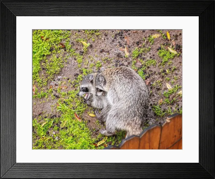 Framed Print : Los Angeles, CA, USA – March 3 Framed Print : Los Angeles, CA, USA – March 3