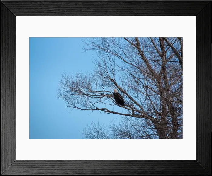 Framed Print : A bald eagle, Haliaeetus leucocephalus Framed Print : A bald eagle, Haliaeetus leucocephalus