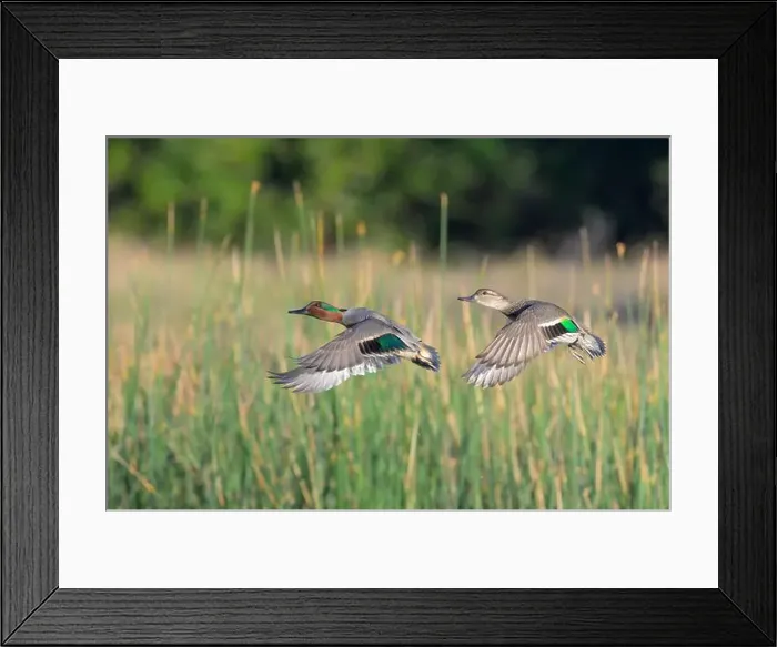 Framed Print : Green-winged teal (Anas crecca) pair flying over lake against reeds during migration, Galveston, Texas, USA Framed Print : Green-winged teal (Anas crecca) pair flying over lake against reeds during migration, Galveston, Texas, USA