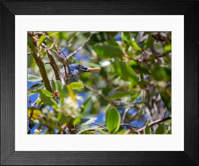 Framed Print : California Scrub jay (Aphelocoma californica) spotted outdoors Framed Print : California Scrub jay (Aphelocoma californica) spotted outdoors