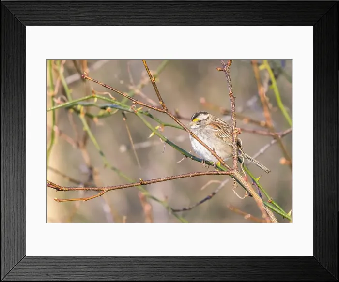 Framed Print : White-throated sparrow (Zonotrichia albicollis) in Chesapeake and Ohio Canal National Historical Park. Maryland. USA
