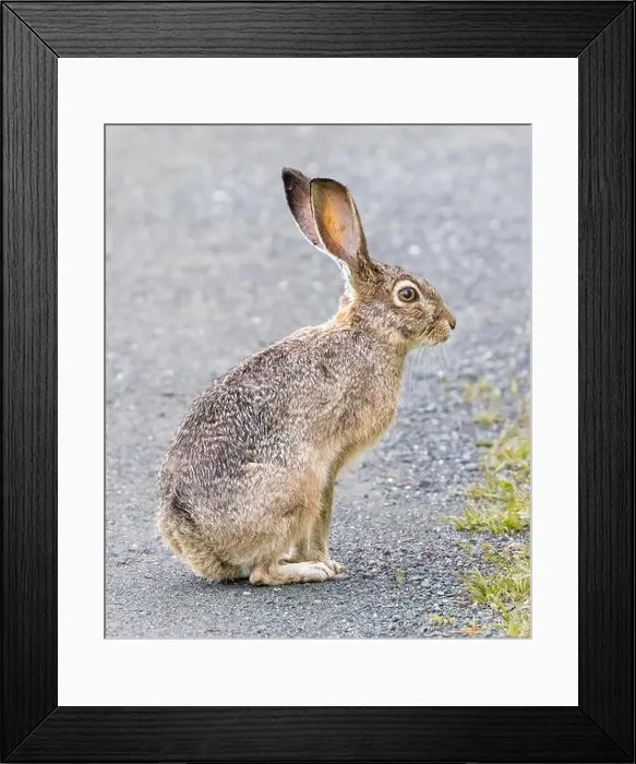 Framed Print : An Alert Black-tailed Jackrabbit Sitting on a Trail. Shoreline Lake and Park, Santa Clara County, California, USA Framed Print : An Alert Black-tailed Jackrabbit Sitting on a Trail. Shoreline Lake and Park, Santa Clara County, California, USA
