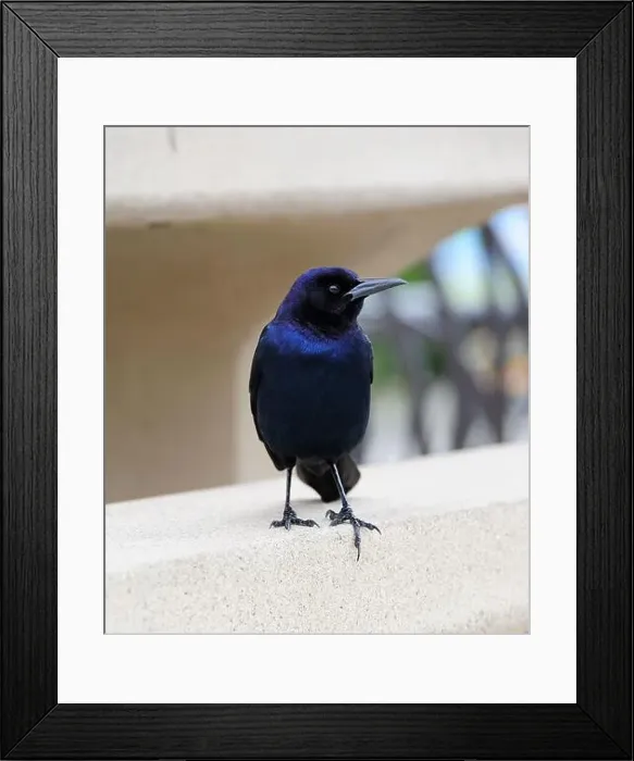 Framed Print : American Boat-tailed Grackle on the look out for food Framed Print : American Boat-tailed Grackle on the look out for food