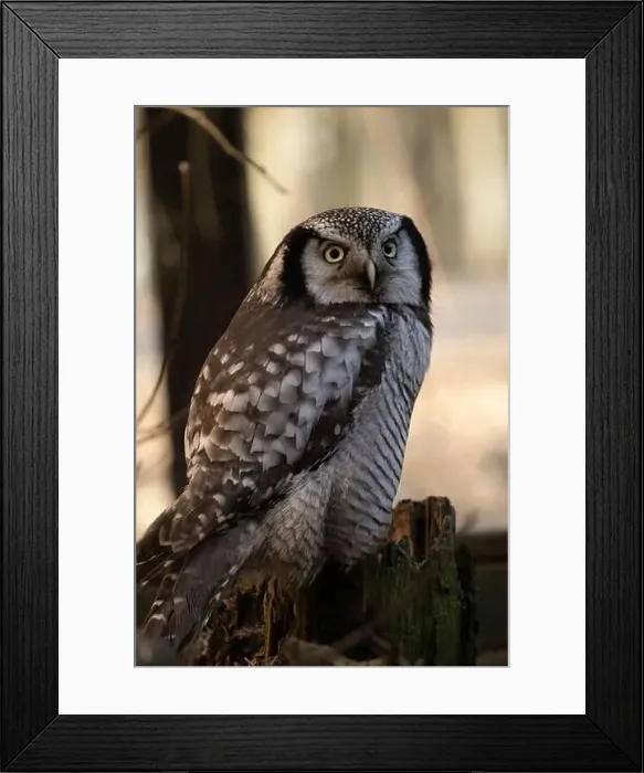 Framed Print : Northern hawk-owl (Surnia ulula). Wild life animal Framed Print : Northern hawk-owl (Surnia ulula). Wild life animal