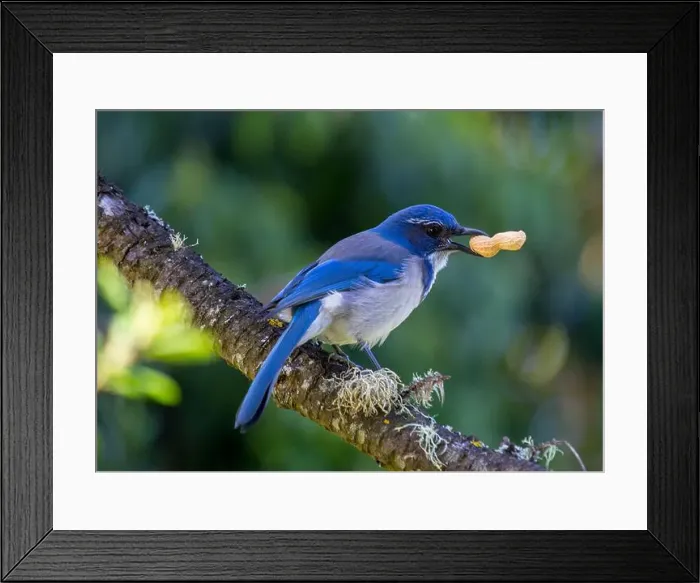 Framed Print : California Scrub jay (Aphelocoma californica) spotted outdoors Framed Print : California Scrub jay (Aphelocoma californica) spotted outdoors