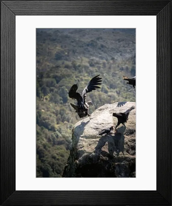 Framed Print : Condor flying in Cauca, Colombia Framed Print : Condor flying in Cauca, Colombia