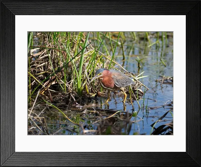 Framed Print : A green heron near Fort Myers Florida, walks through a marsh looking for food Framed Print : A green heron near Fort Myers Florida, walks through a marsh looking for food