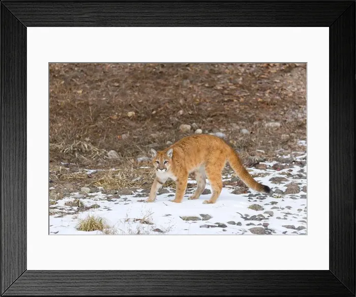 Framed Print : Puma Felis concolor, juvenile standing on snow covered ground, Montana, USA, March Framed Print : Puma Felis concolor, juvenile standing on snow covered ground, Montana, USA, March