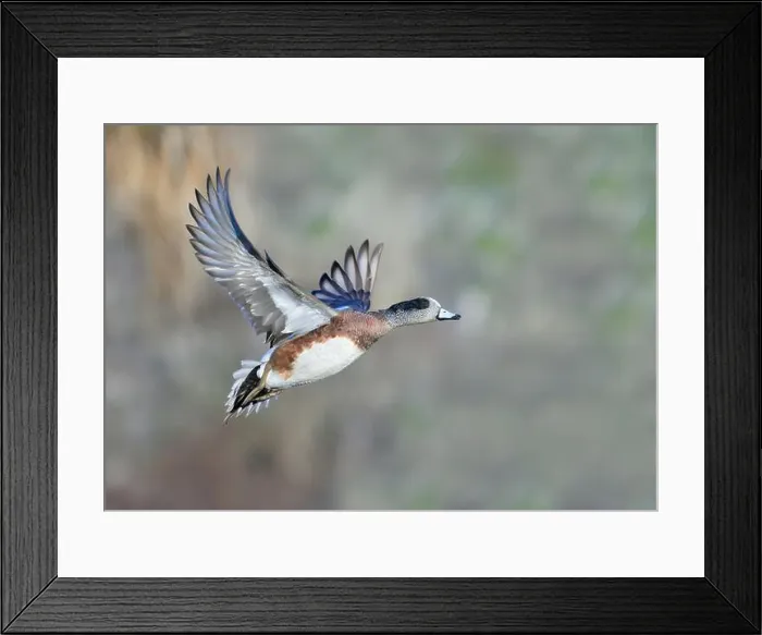 Framed Print : American wigeon (Mareca americana) drake flying over lake against trees, Galveston, Texas, USA Framed Print : American wigeon (Mareca americana) drake flying over lake against trees, Galveston, Texas, USA