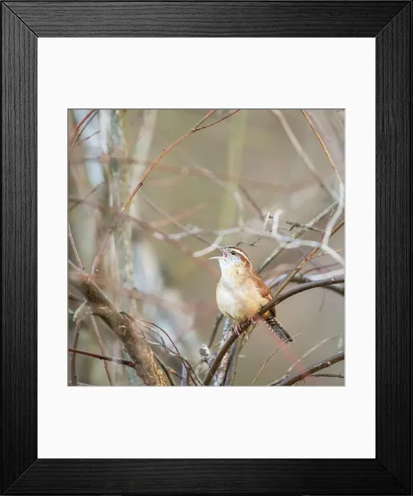 Framed Print : Carolina Wren (Thryothorus ludovicianus) in the Blackwater National Wildlife Refuge. Maryland. USA