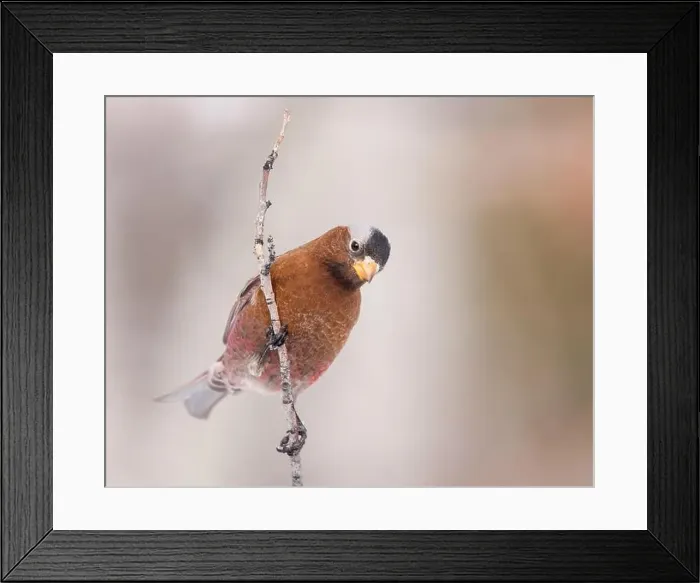 Framed Print : A Gray-crowned Rosy-finch grips tightly to a branch Framed Print : A Gray-crowned Rosy-finch grips tightly to a branch