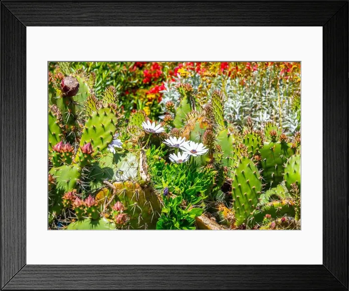 Framed Print : A flowering cactus in Laguna Beach, California Framed Print : A flowering cactus in Laguna Beach, California