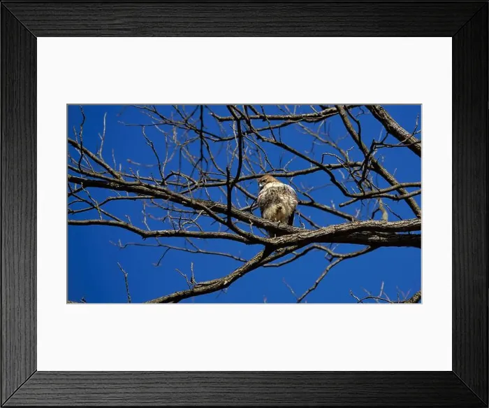 Framed Print : A Red Tailed Hawk at Thornwald Park in Carlisle, Pennsylvania Framed Print : A Red Tailed Hawk at Thornwald Park in Carlisle, Pennsylvania