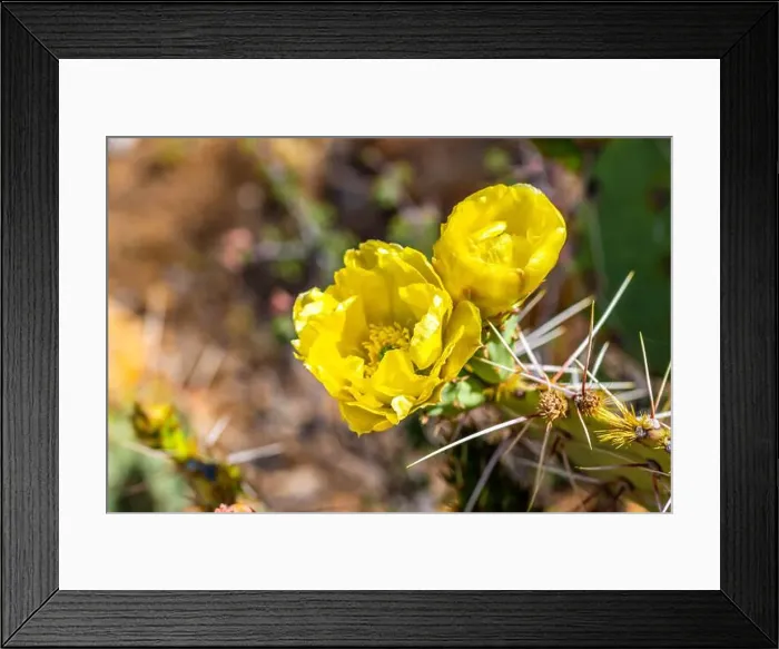 Framed Print : A flowering cactus in Tucson, Arizona Framed Print : A flowering cactus in Tucson, Arizona