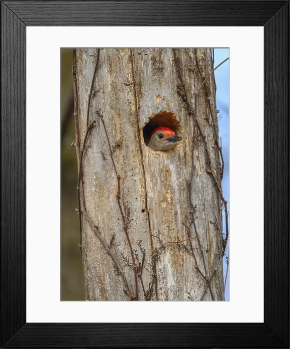 Framed Print : A Red-bellied Woodpecker (Melanerpes carolinus) near its nest hole in a dead tree in Springtime in Michigan, USA Framed Print : A Red-bellied Woodpecker (Melanerpes carolinus) near its nest hole in a dead tree in Springtime in Michigan, USA