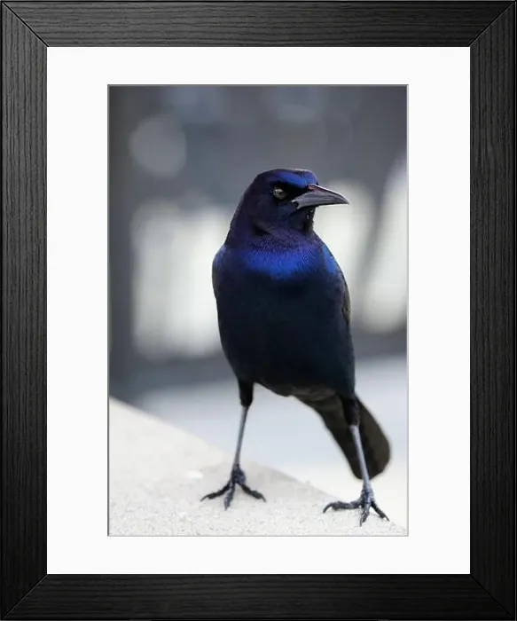 Framed Print : American Boat-tailed Grackle on the look out for food Framed Print : American Boat-tailed Grackle on the look out for food