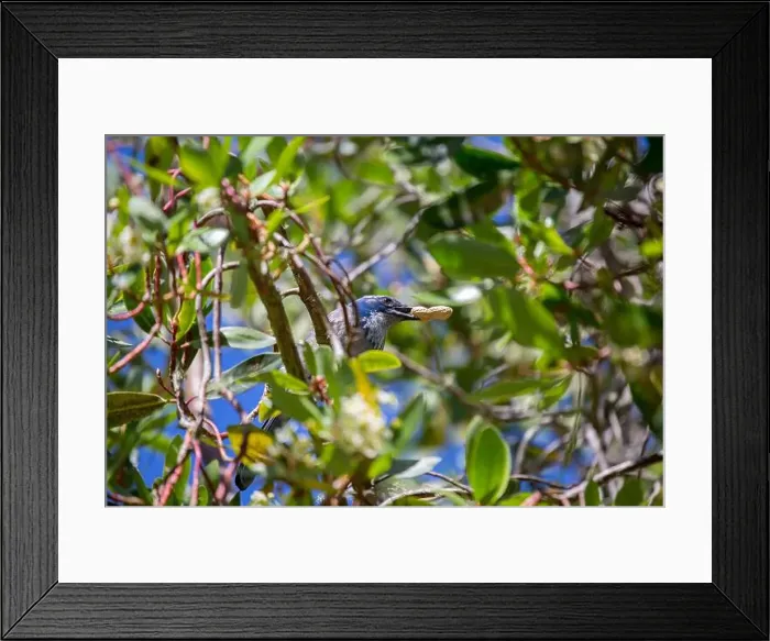 Framed Print : California Scrub jay (Aphelocoma californica) spotted outdoors Framed Print : California Scrub jay (Aphelocoma californica) spotted outdoors