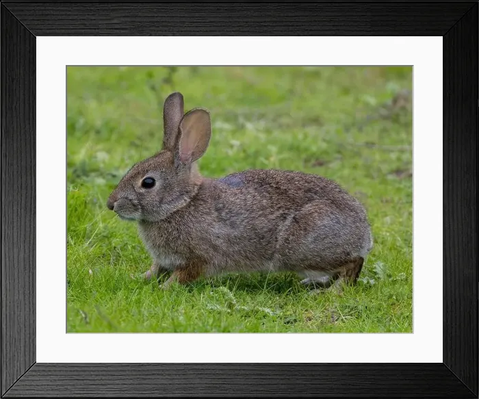 Framed Print : Desert Cottontail Rabbit in grassy field. Arastradero Preserve, Santa Clara County, California, USA Framed Print : Desert Cottontail Rabbit in grassy field. Arastradero Preserve, Santa Clara County, California, USA