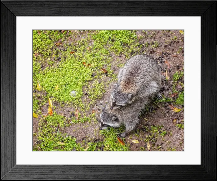Framed Print : Los Angeles, CA, USA – March 3 Framed Print : Los Angeles, CA, USA – March 3