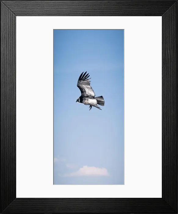 Framed Print : Condor flying in Cauca, Colombia Framed Print : Condor flying in Cauca, Colombia