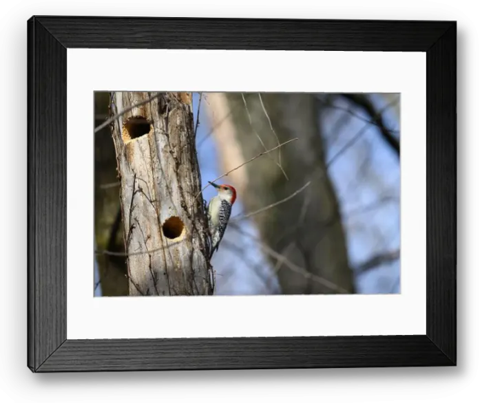 Framed Print : A Red-bellied Woodpecker (Melanerpes carolinus) near its nest hole in a dead tree in Springtime in Michigan, USA Framed Print : A Red-bellied Woodpecker (Melanerpes carolinus) near its nest hole in a dead tree in Springtime in Michigan, USA