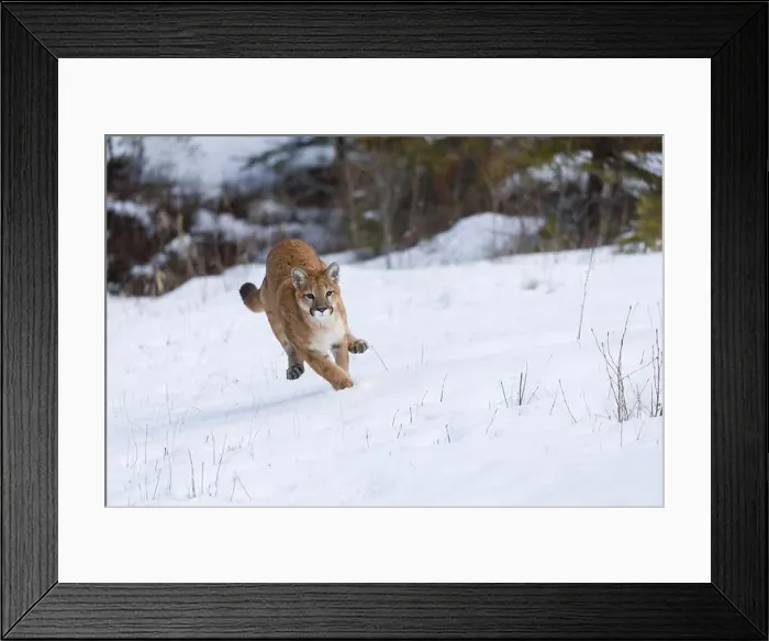 Framed Print : Puma Felis concolor, juvenile running on snow, Montana, USA, March Framed Print : Puma Felis concolor, juvenile running on snow, Montana, USA, March