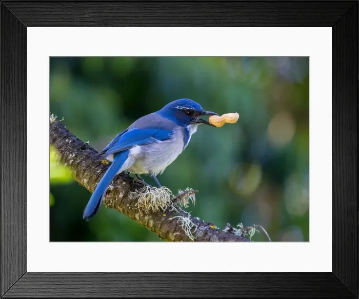 Framed Print : California Scrub jay (Aphelocoma californica) spotted outdoors Framed Print : California Scrub jay (Aphelocoma californica) spotted outdoors