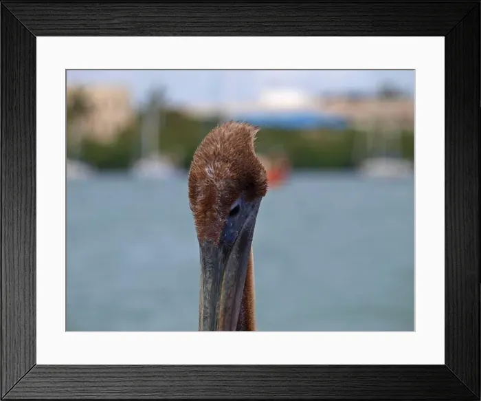 Framed Print : Close up of pelican head. Details of eye and feathers Framed Print : Close up of pelican head. Details of eye and feathers