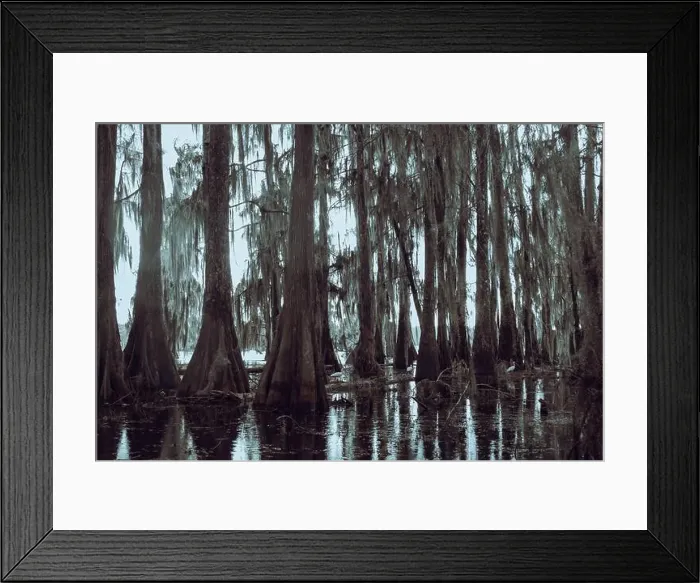 Framed Print : Swamp tour on a boat near Lafayette, Luisiana Framed Print : Swamp tour on a boat near Lafayette, Luisiana