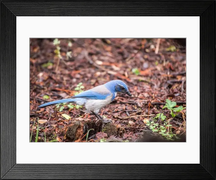 Framed Print : California Scrub jay (Aphelocoma californica) spotted outdoors Framed Print : California Scrub jay (Aphelocoma californica) spotted outdoors