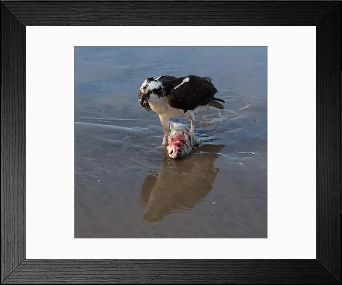 Framed Print : Predator Hawk Bird Nature Hunting Eating Caught Fish on Beach Surf Framed Print : Predator Hawk Bird Nature Hunting Eating Caught Fish on Beach Surf