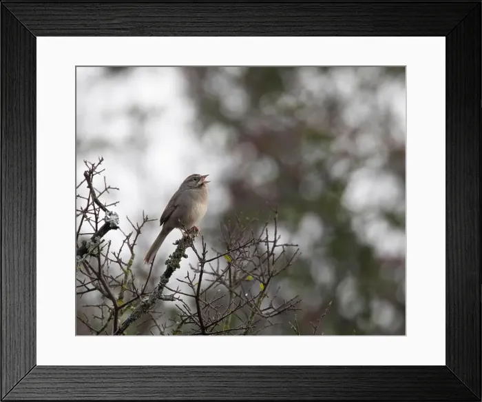 Framed Print : Rufous-crowned sparrow (Aimophila ruficeps) singing perched on branch, Milton Reimer's Ranch Park, Texas, USA Framed Print : Rufous-crowned sparrow (Aimophila ruficeps) singing perched on branch, Milton Reimer's Ranch Park, Texas, USA