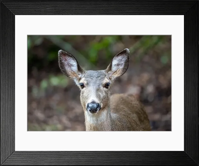 Framed Print : Issaquah, Washington, USA. Close-up of a Black-tailed Deer doe standing in a yard next to a forest Framed Print : Issaquah, Washington, USA. Close-up of a Black-tailed Deer doe standing in a yard next to a forest