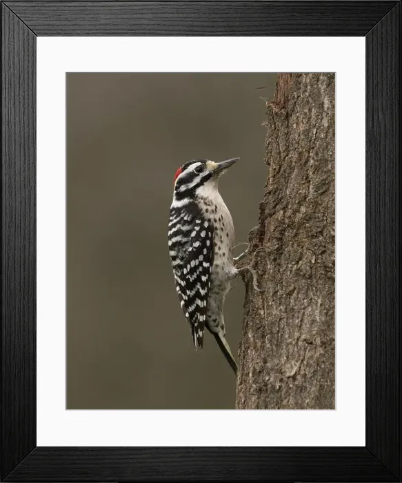 Framed Print : male Nuttall's Woodpecker (Dryobates nuttallii) Sacramento County California USA Framed Print : male Nuttall's Woodpecker (Dryobates nuttallii) Sacramento County California USA