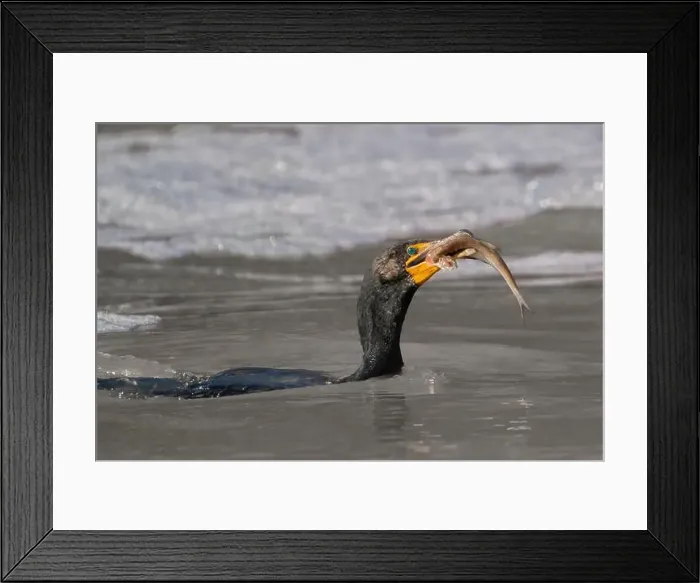 Framed Print : A cormorant eats a fish in the Haw River Framed Print : A cormorant eats a fish in the Haw River