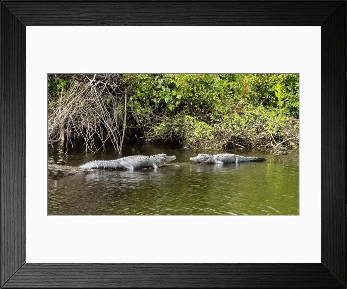 Framed Print : Two alligators facing each other on the edge of the Peace River in Florida USA Framed Print : Two alligators facing each other on the edge of the Peace River in Florida USA