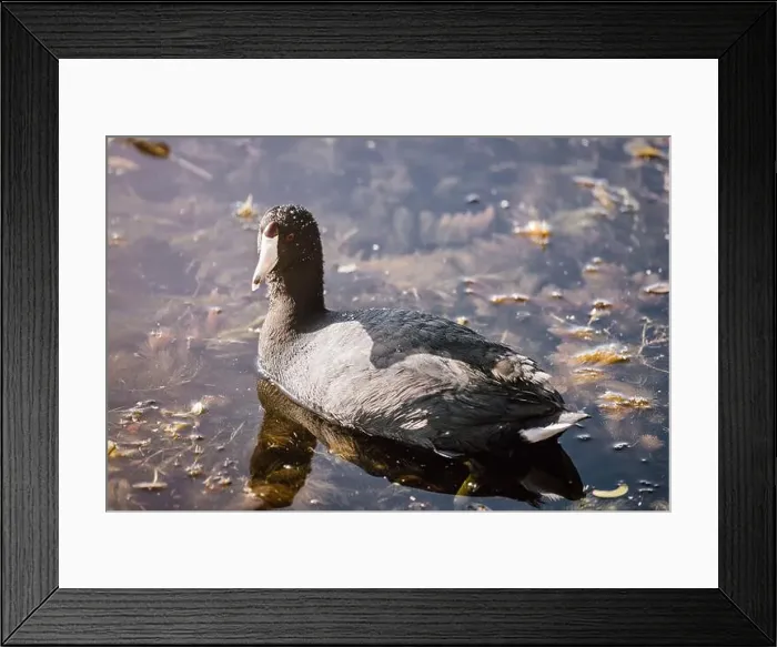 Framed Print : American coot swimming in the lake at Orlando Wetlands in Florida