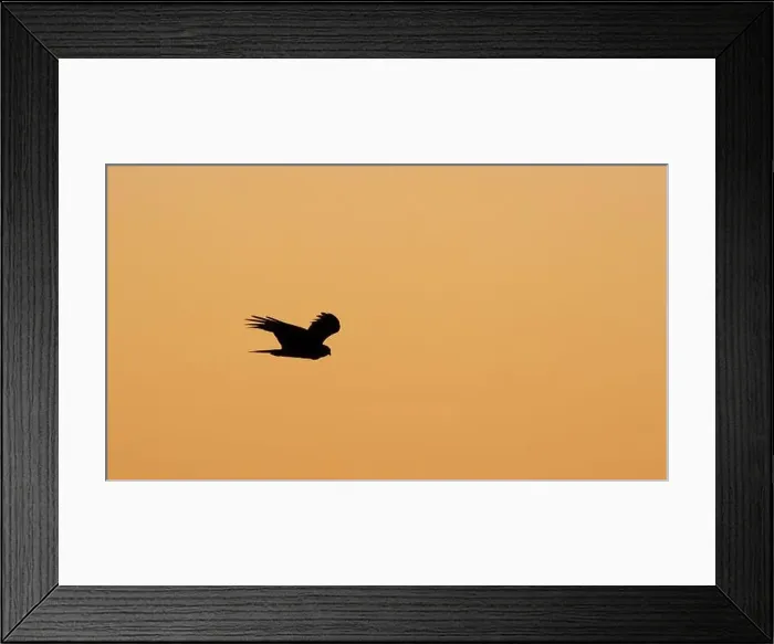 Framed Print : Silhouette of northern harrier (Circus hudsonius) flying at sunset, Texas, USA Framed Print : Silhouette of northern harrier (Circus hudsonius) flying at sunset, Texas, USA