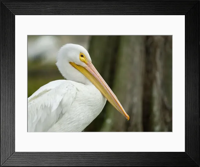 Framed Print : White Pelican Framed Print : White Pelican