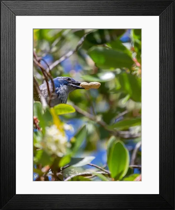 Framed Print : California Scrub jay (Aphelocoma californica) spotted outdoors Framed Print : California Scrub jay (Aphelocoma californica) spotted outdoors