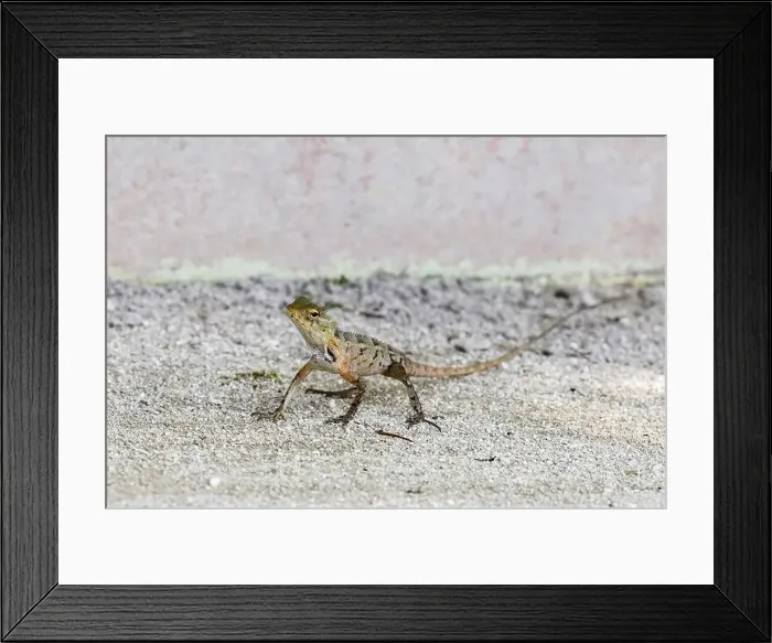 Framed Print : Wild lizard (oriental garden lizard) living in maldives islands. Reptile Framed Print : Wild lizard (oriental garden lizard) living in maldives islands. Reptile