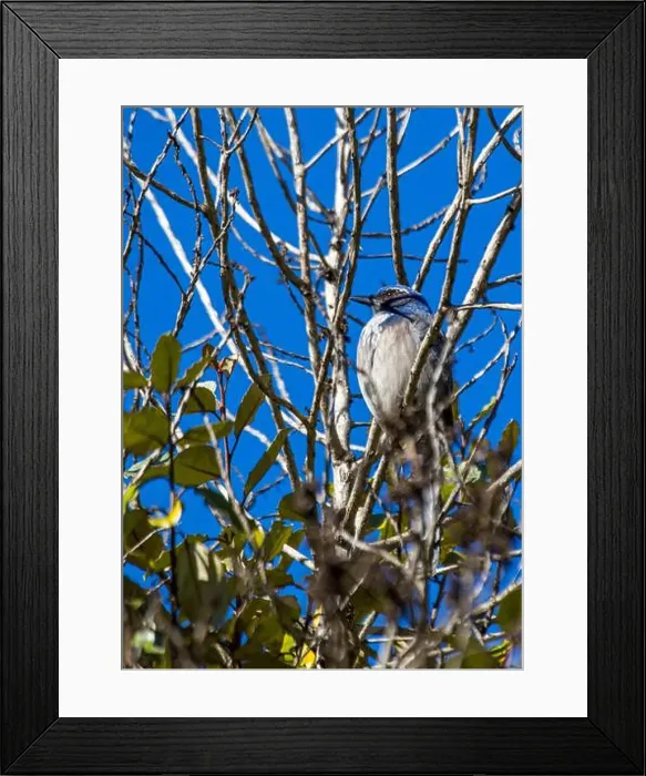 Framed Print : California Scrub jay (Aphelocoma californica) spotted outdoors Framed Print : California Scrub jay (Aphelocoma californica) spotted outdoors