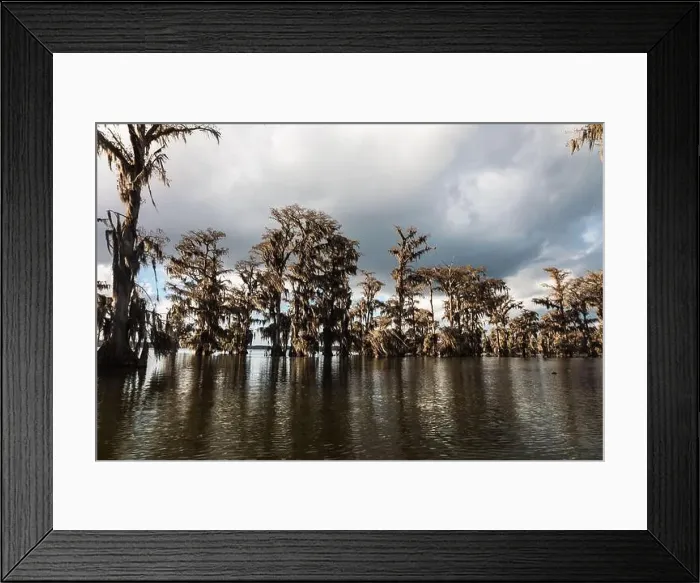Framed Print : Swamp tour on a boat near Lafayette, Luisiana Framed Print : Swamp tour on a boat near Lafayette, Luisiana