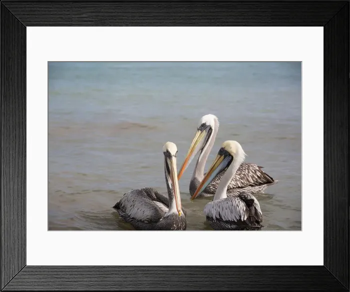 Framed Print : Pelican Framed Print : Pelican