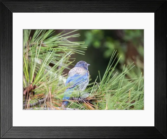 Framed Print : California Scrub jay (Aphelocoma californica) spotted outdoors Framed Print : California Scrub jay (Aphelocoma californica) spotted outdoors