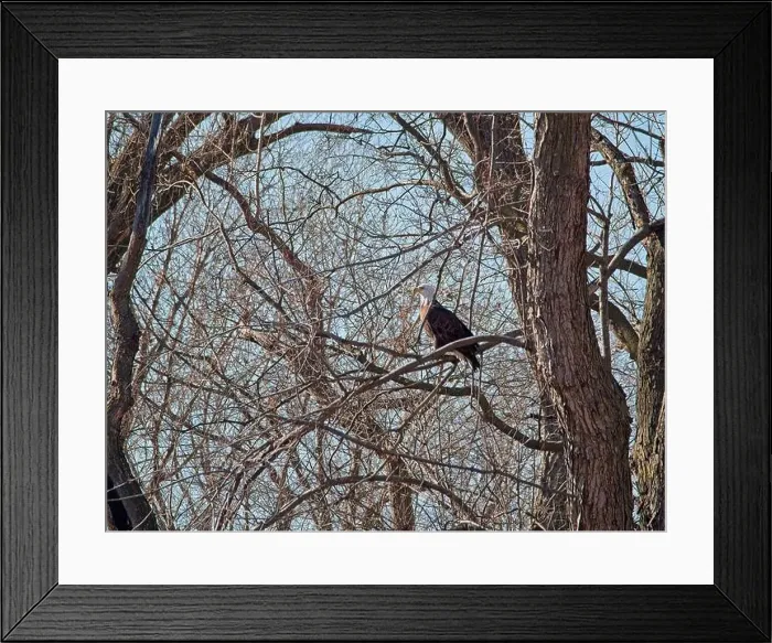 Framed Print : Bald Eagle migration through the Loess Bluffs National Wildlife Refuge in Holt County Missouri Framed Print : Bald Eagle migration through the Loess Bluffs National Wildlife Refuge in Holt County Missouri