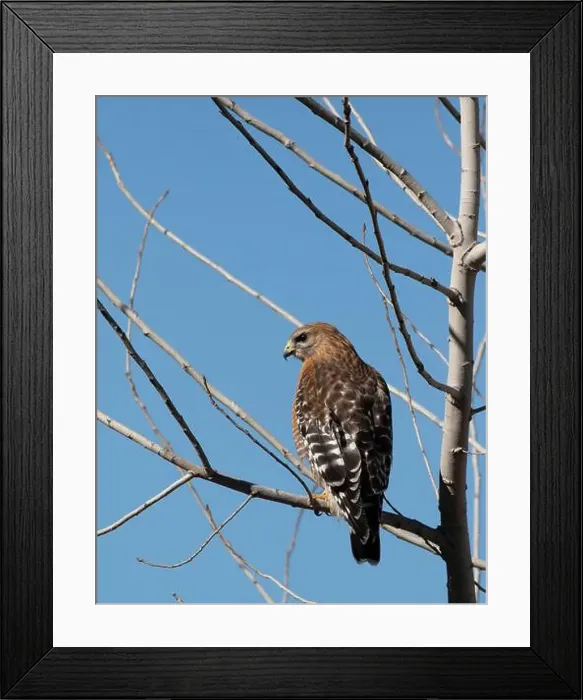 Framed Print : Red-shouldered hawk (Buteo lineatus) perched on branch, Austin, Texas, USA Framed Print : Red-shouldered hawk (Buteo lineatus) perched on branch, Austin, Texas, USA